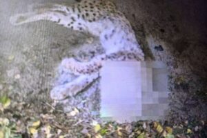 Рысь погибла под колесами авто в Брянской области