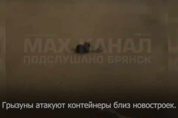 В Брянске на Счастливой заметили полчище крыс